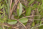 Eastern milkpea